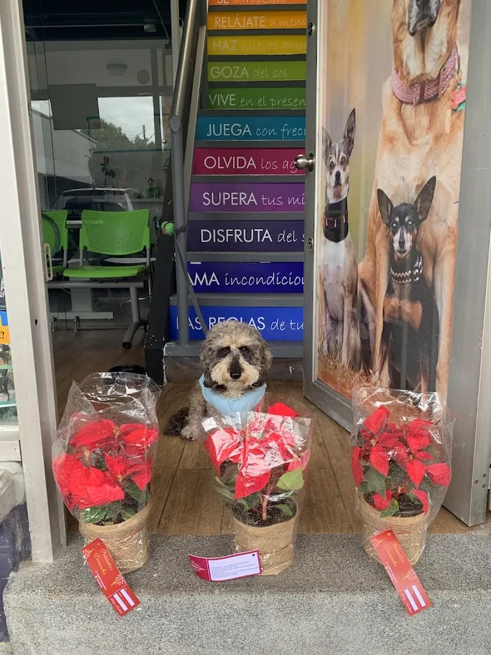 Dr Audrey Calderón Oftalmologa Veterinaria