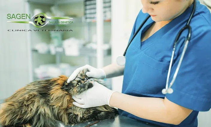 Oftalmología Veterinaria