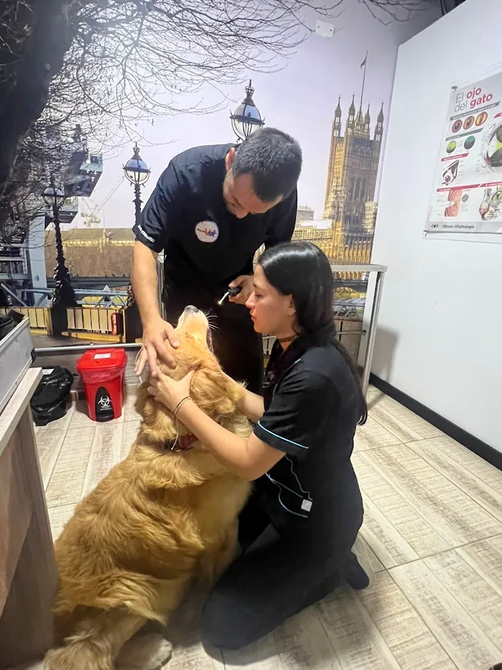 Veo Oftalmología Veterinestelacrtajenaaria